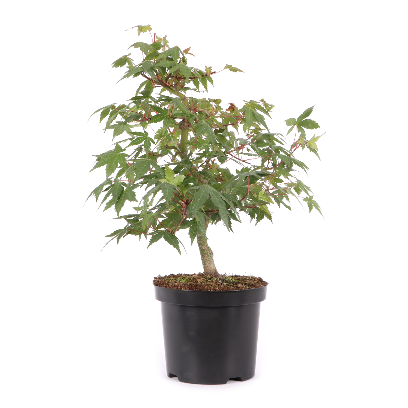 Acer palmatum