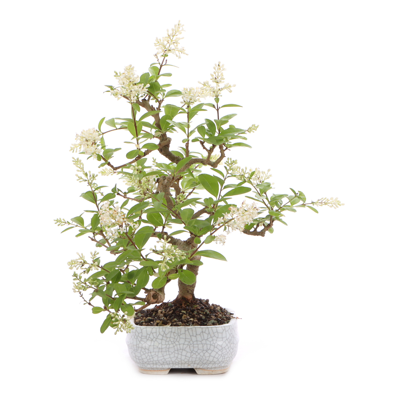 Seitenansicht rechts