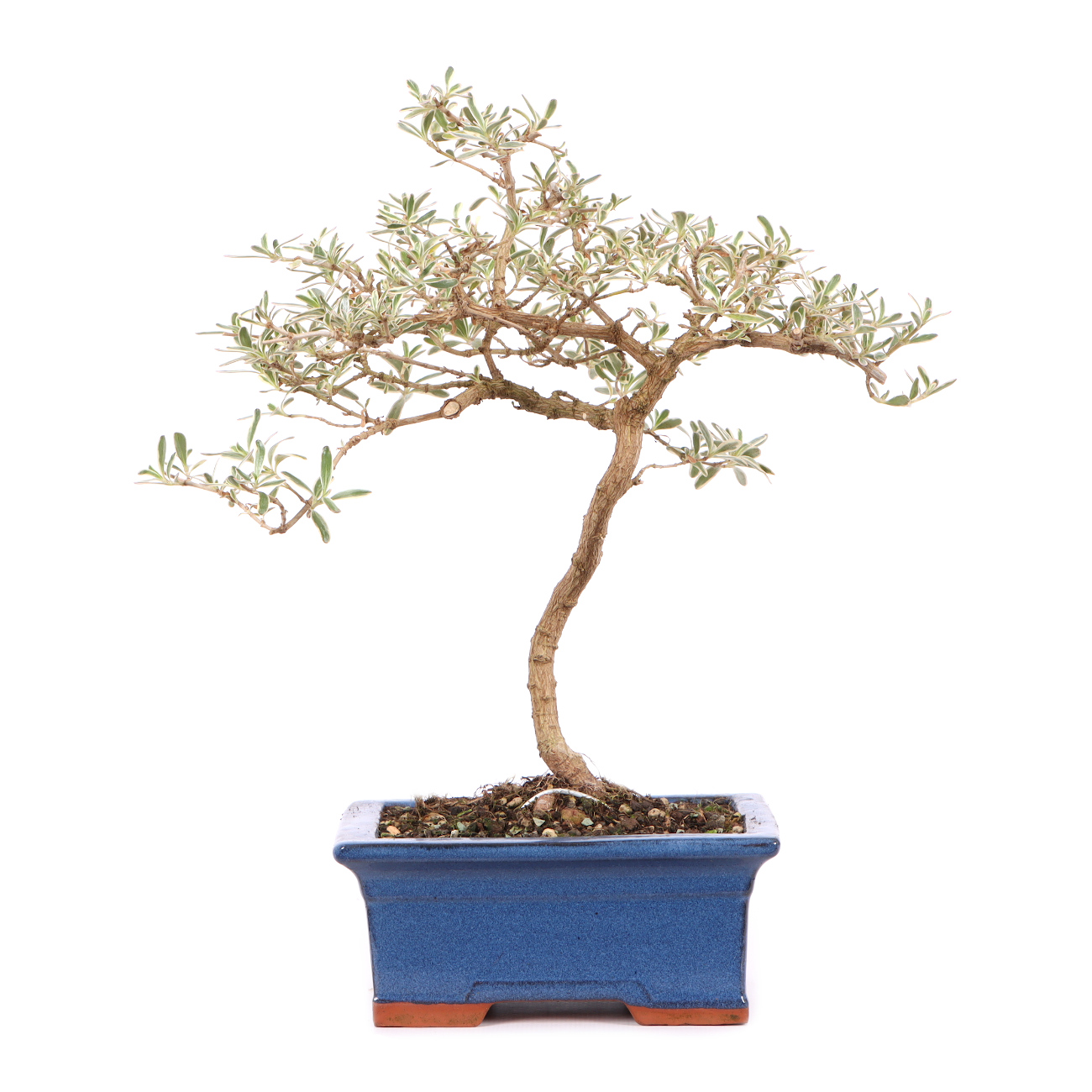 Coprosma x kirkii 'Variegata'