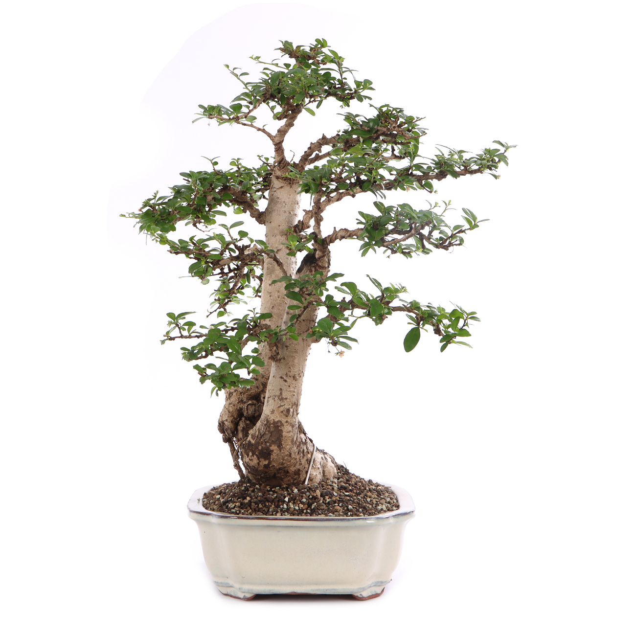 Carmona microphylla