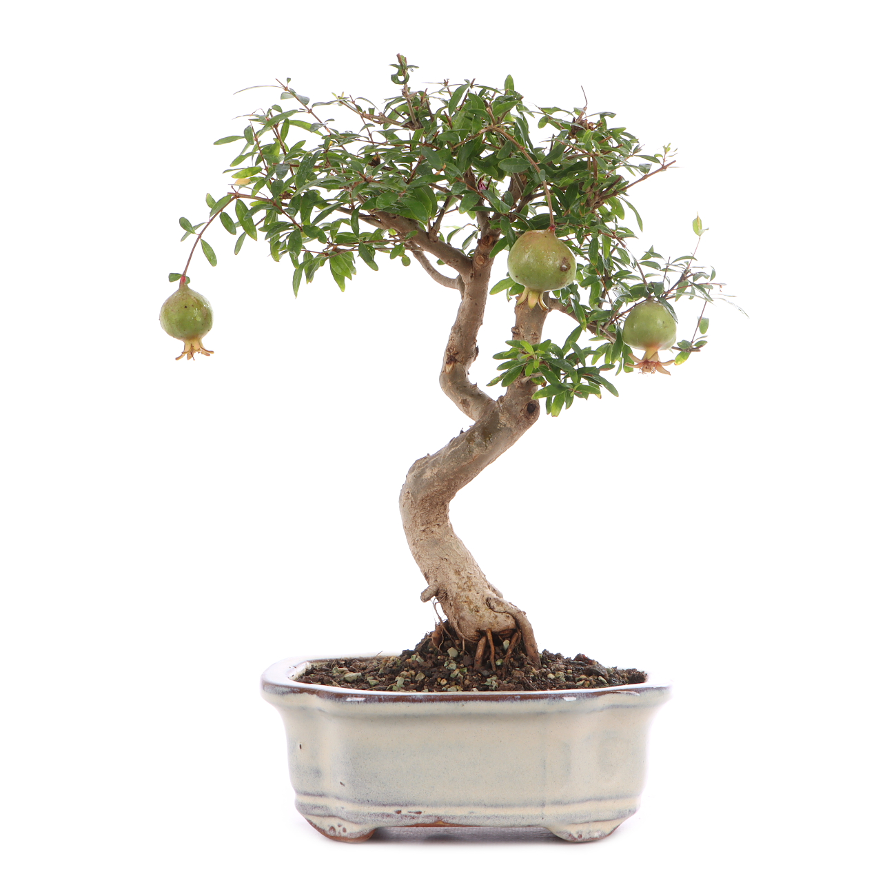 Punica granatum 'Nana'