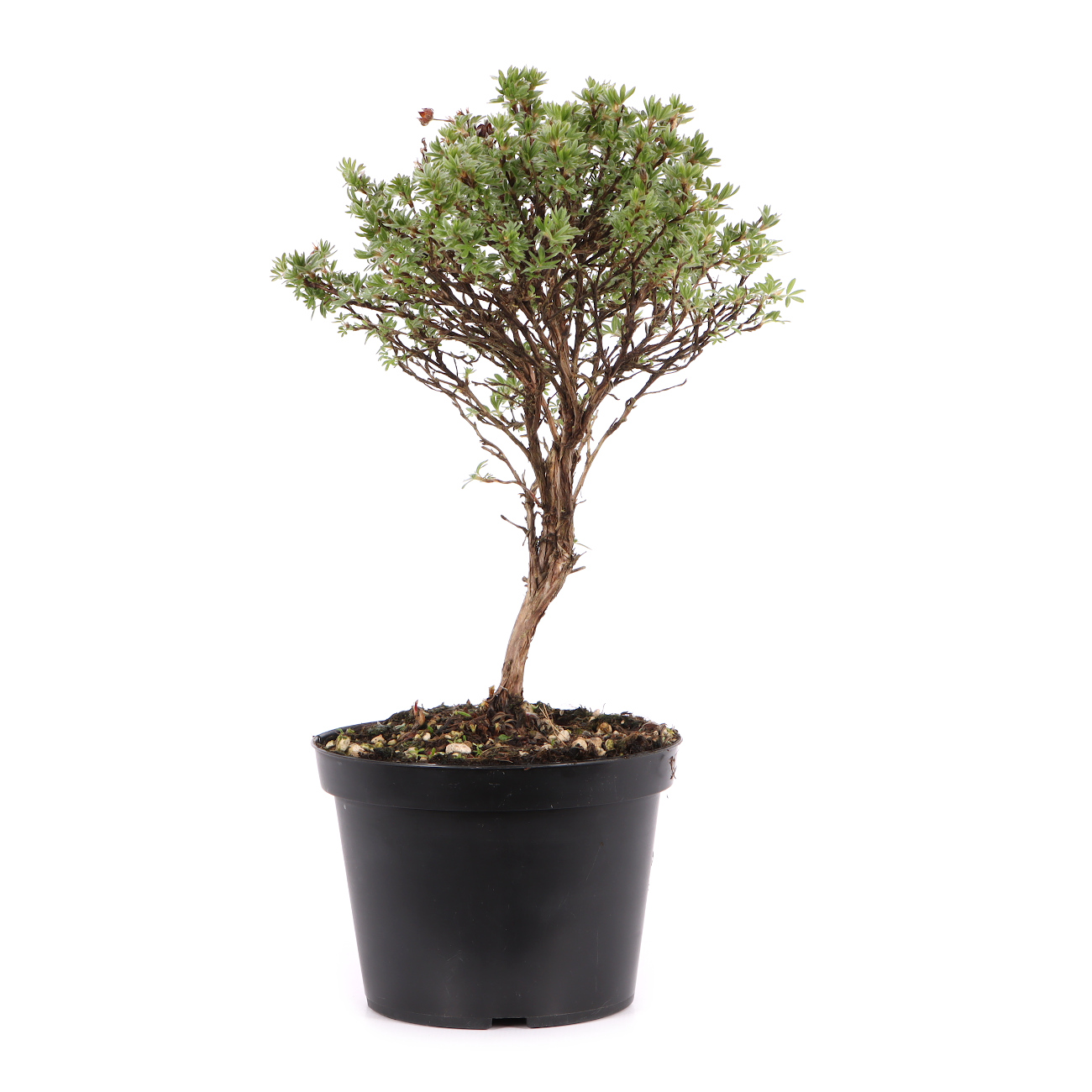 Potentilla fruticosa 'Kobold'