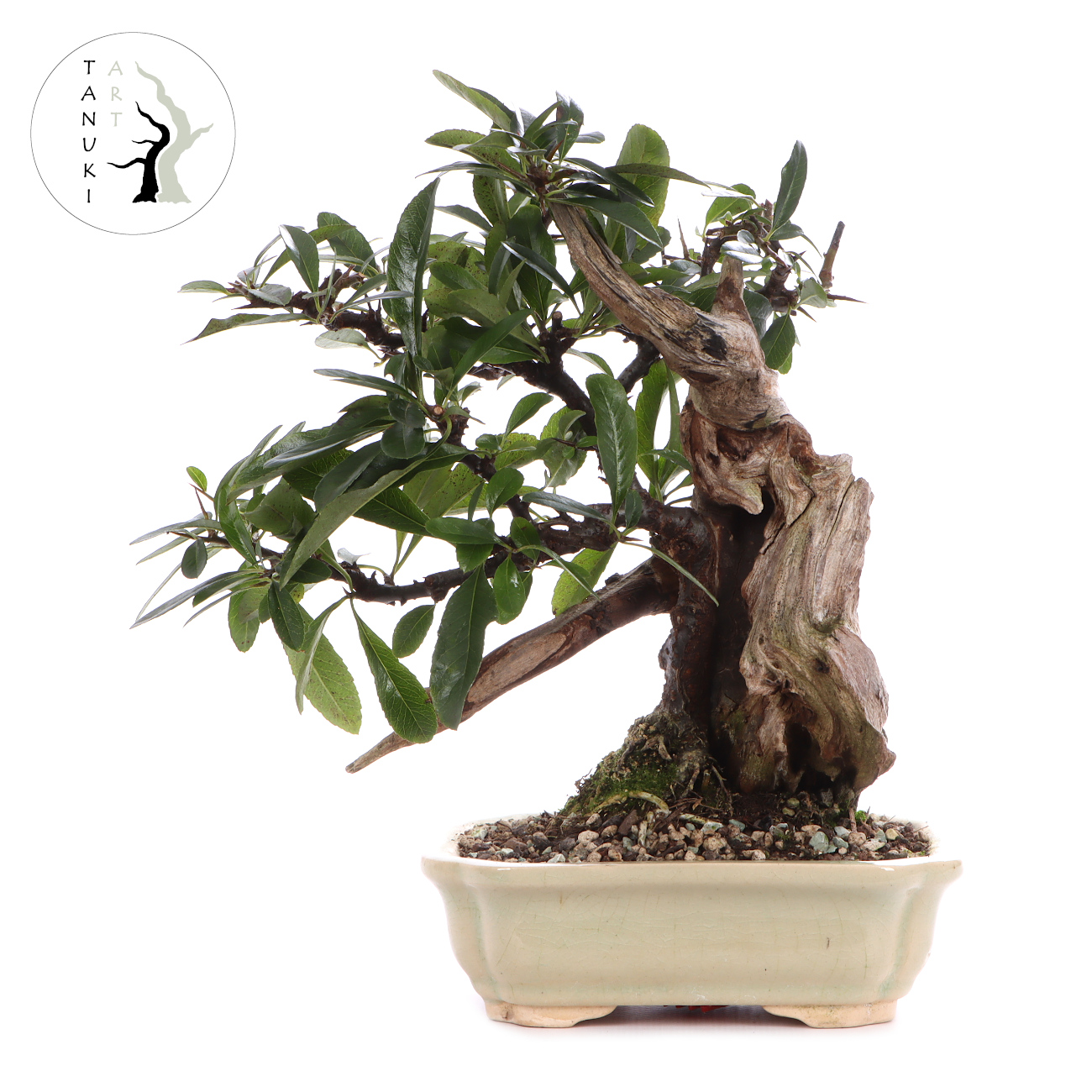 Pyracantha angustifolia