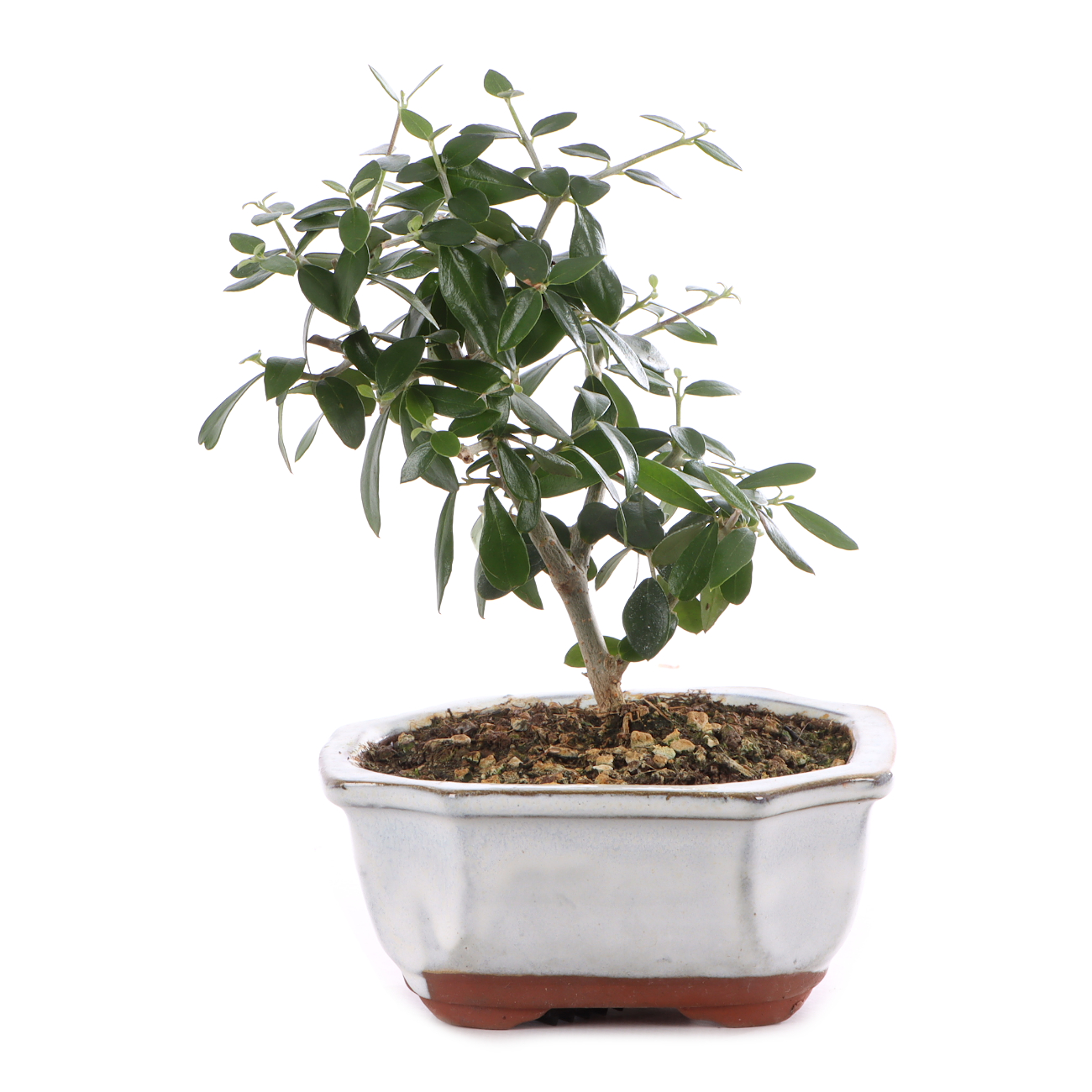 Olea europaea subsp. sylvestris