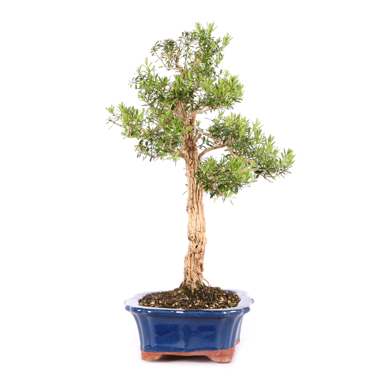 Buxus sinica var. sinica