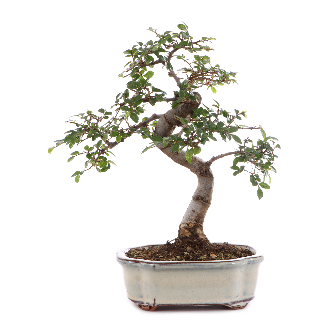 Ulmus parvifolia