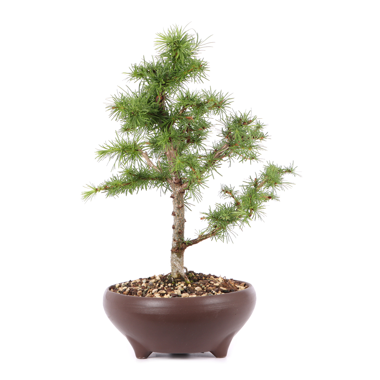 Larix kaempferi
