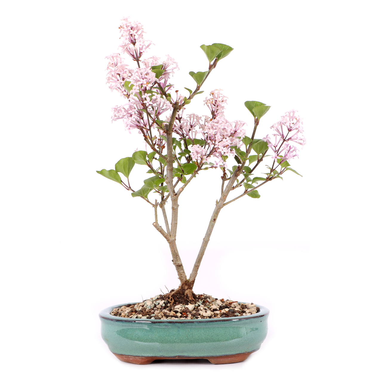Syringa meyeri 'Palibin'