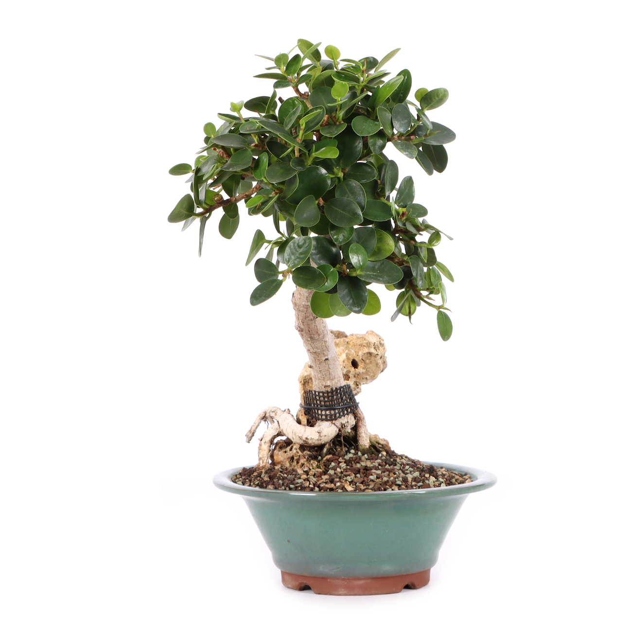 Ficus microcarpa 'Shiny'