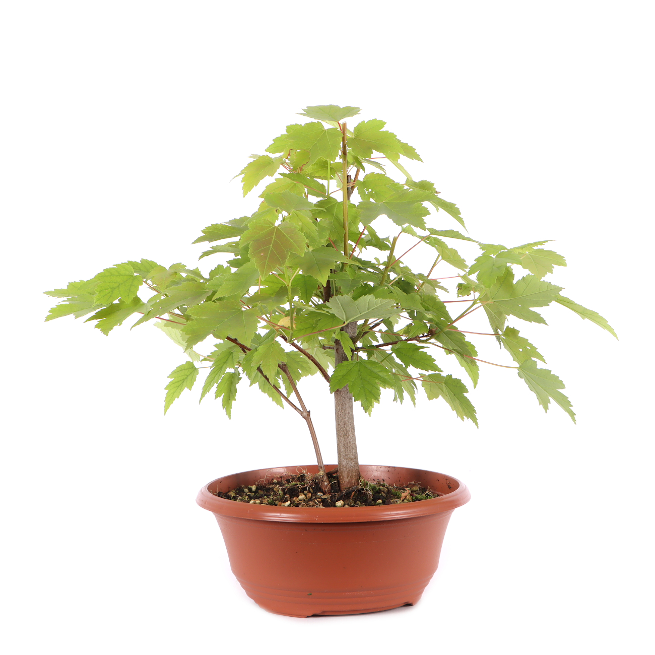 Acer rubrum 'October Glory'
