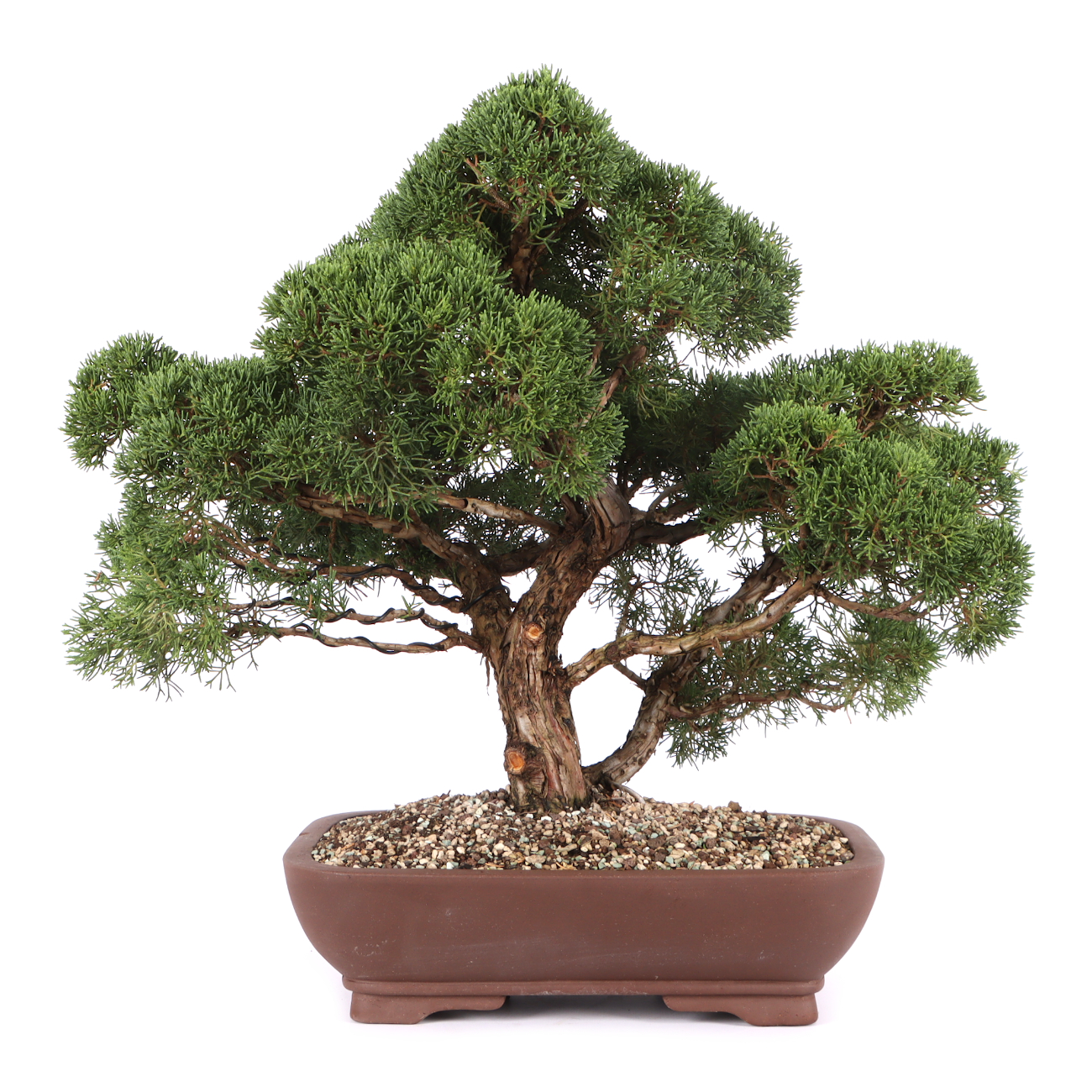 Juniperus chinensis