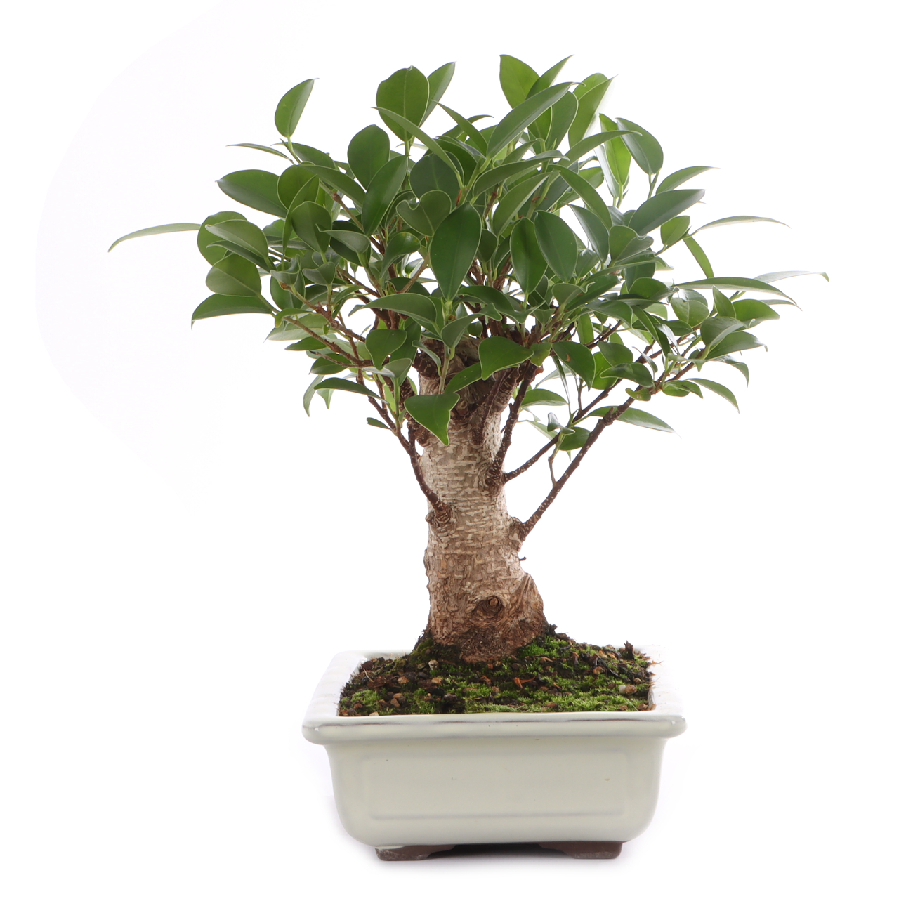 Ficus microcarpa 'Tiger Bark'