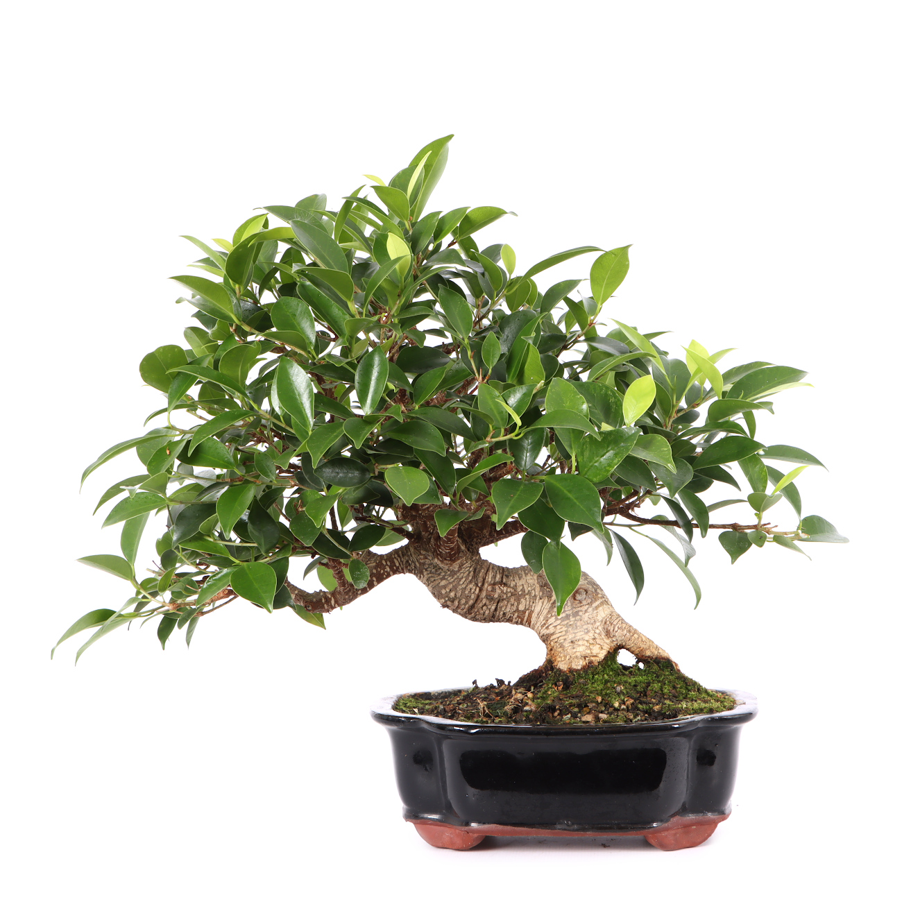 Ficus microcarpa 'Tiger Bark'
