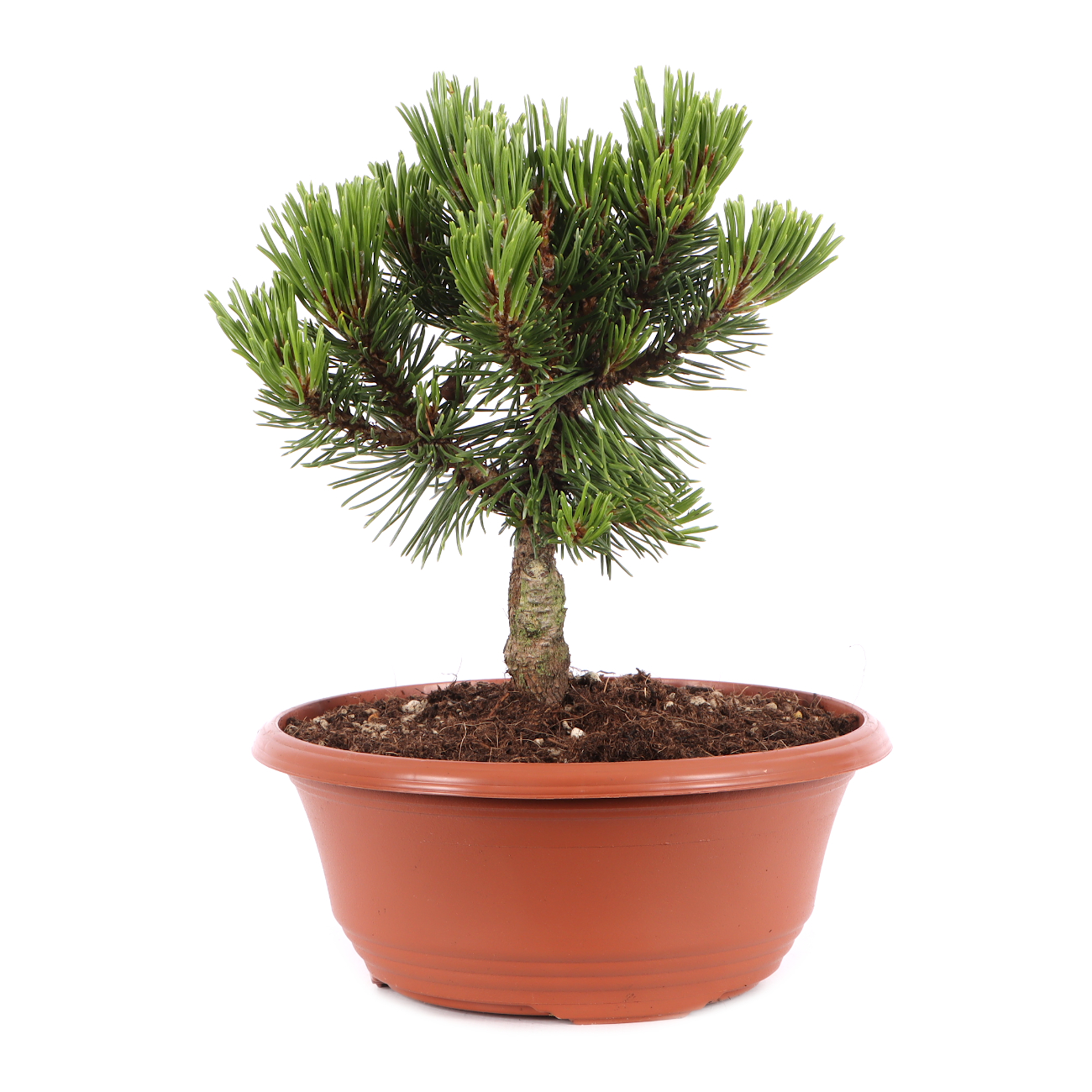 Pinus mugo 'Sherwood Compact'