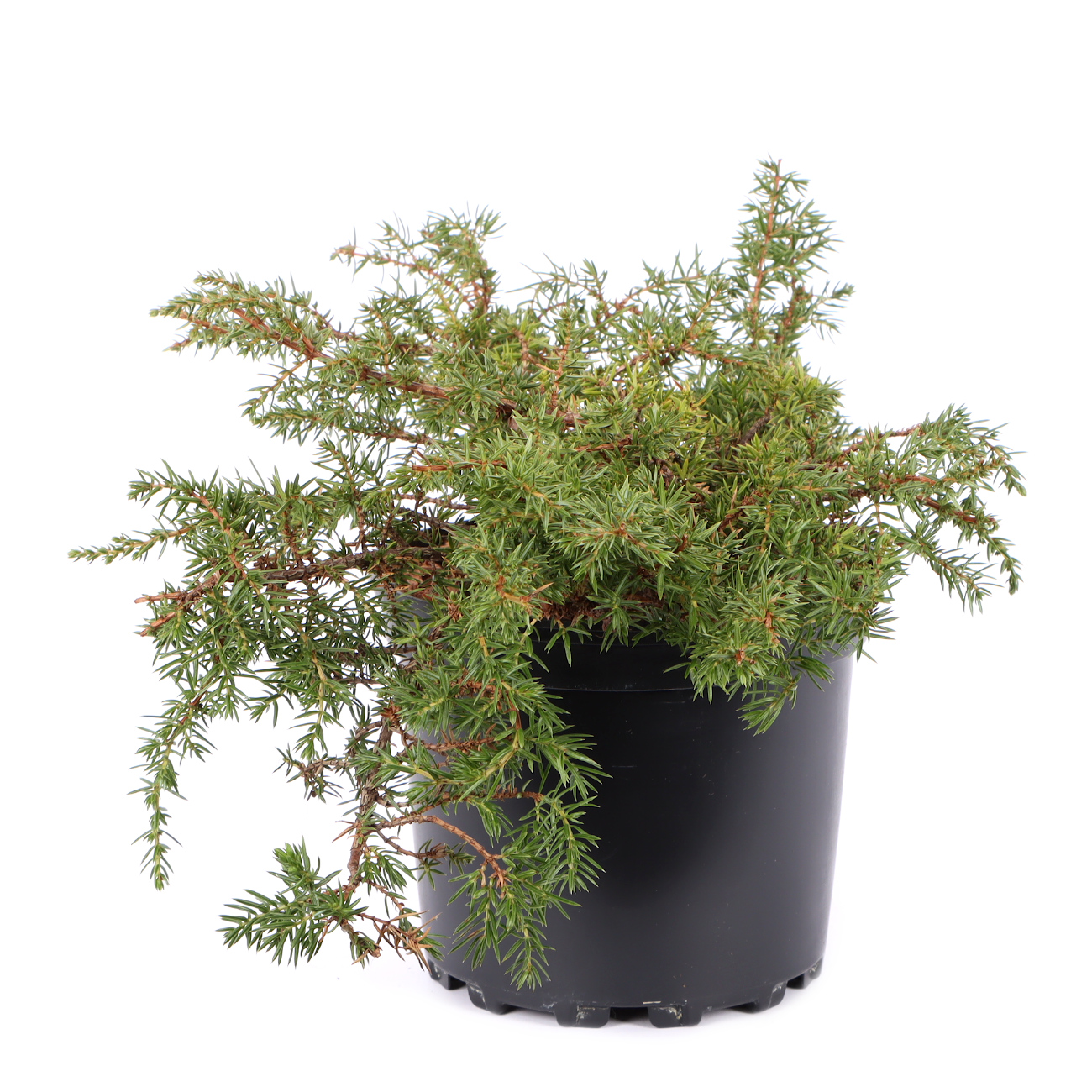 Seitenansicht rechts