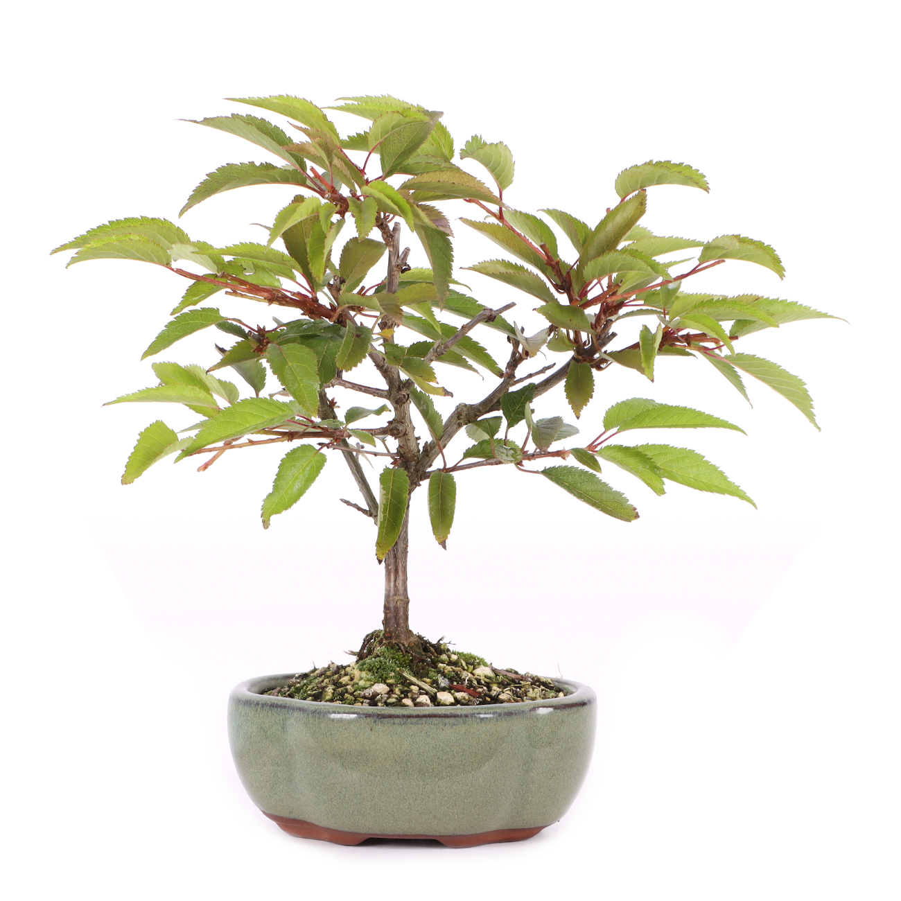 Prunus subhirtella 'Okame'