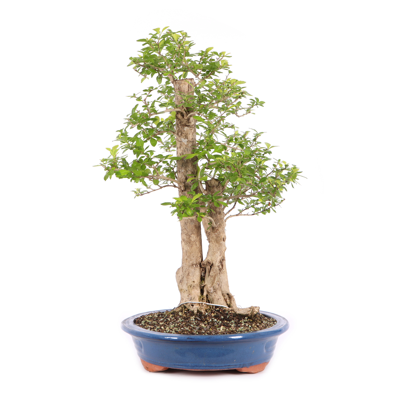 Duranta erecta