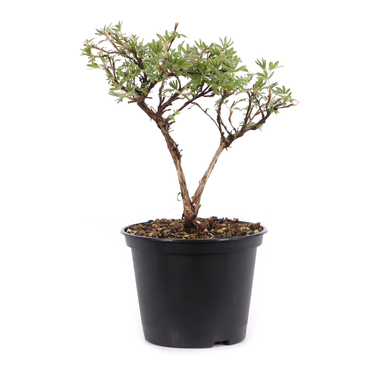 Potentilla fruticosa 'Goldteppich'