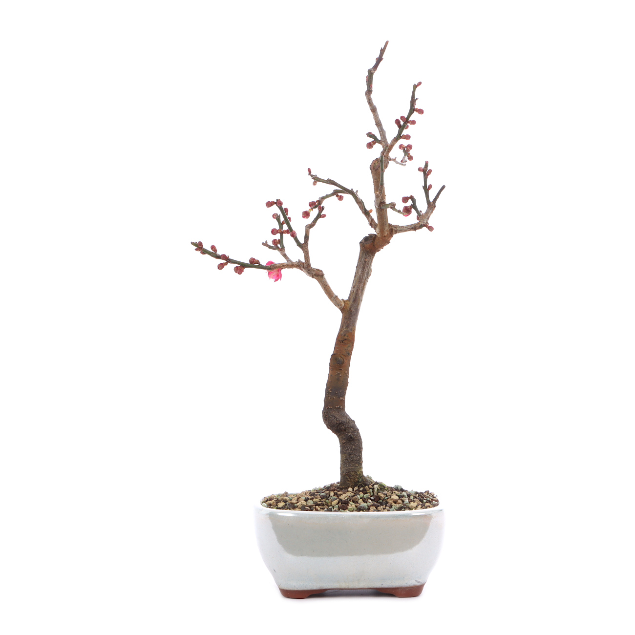 Prunus mume 'Beni-chi-dori'