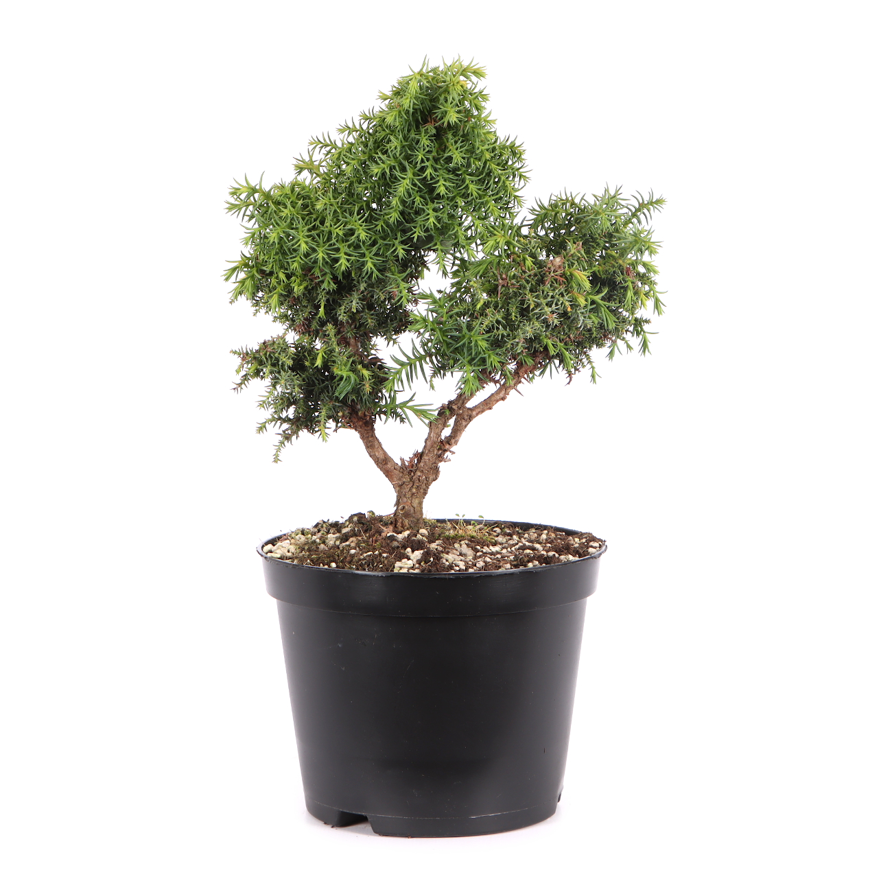 Cryptomeria japonica 'Yokohama'