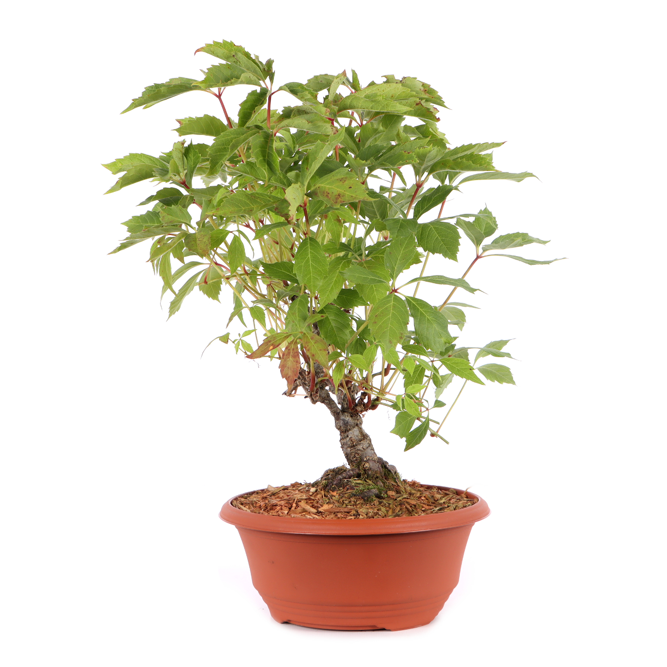 Parthenocissus quinquefolia