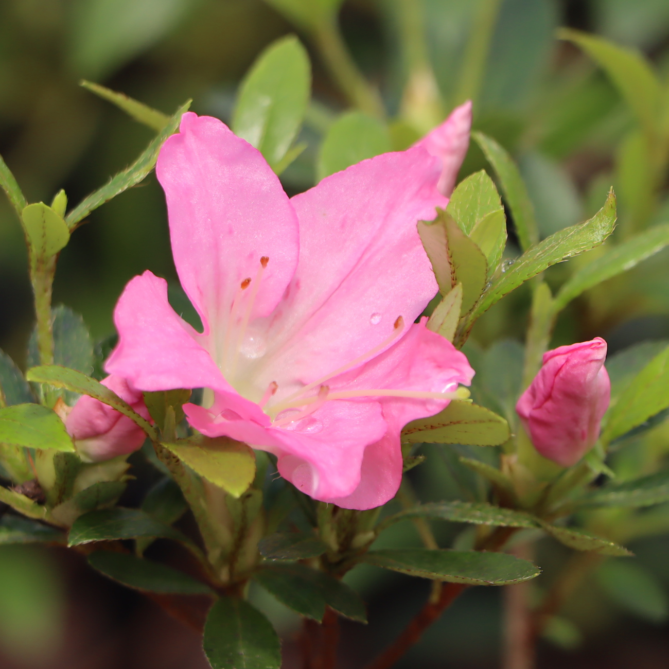 Rhododendron indicum 'Juko'