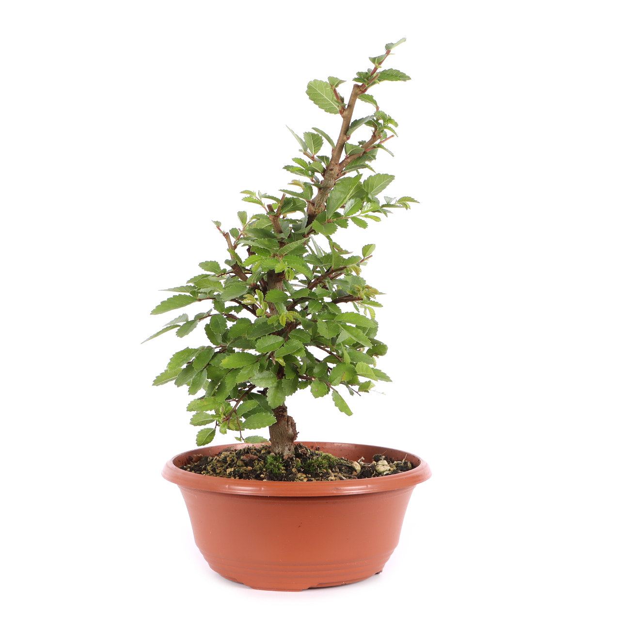 Ulmus japonica