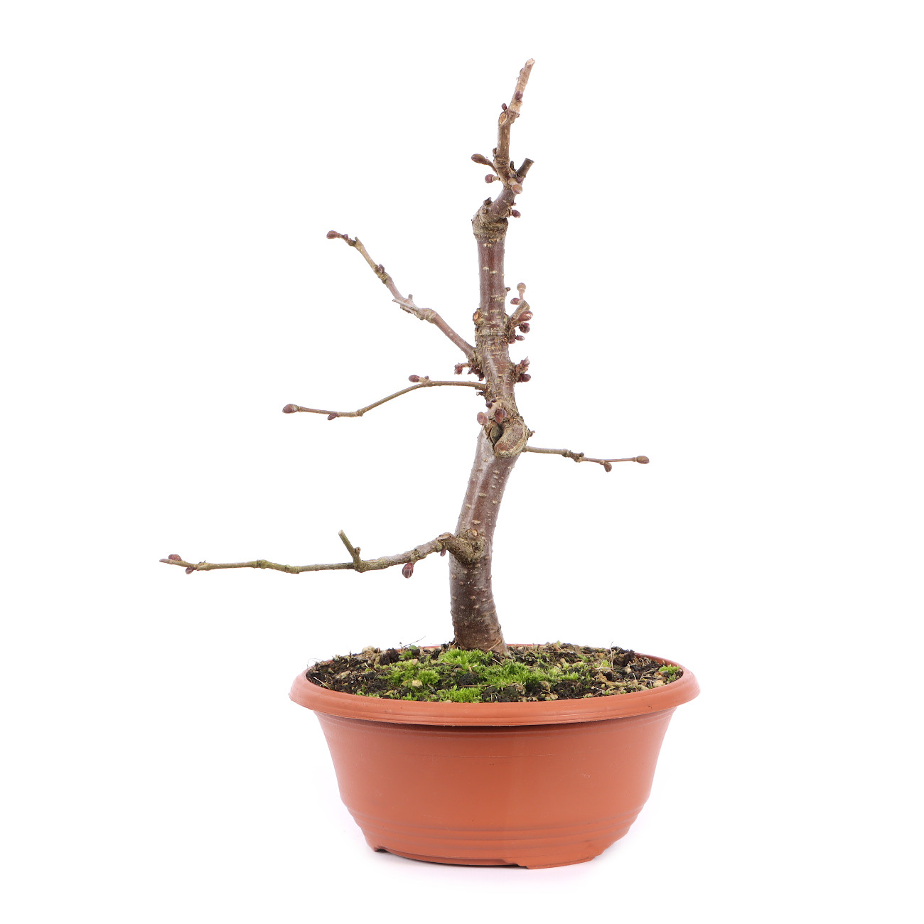 Seitenansicht rechts