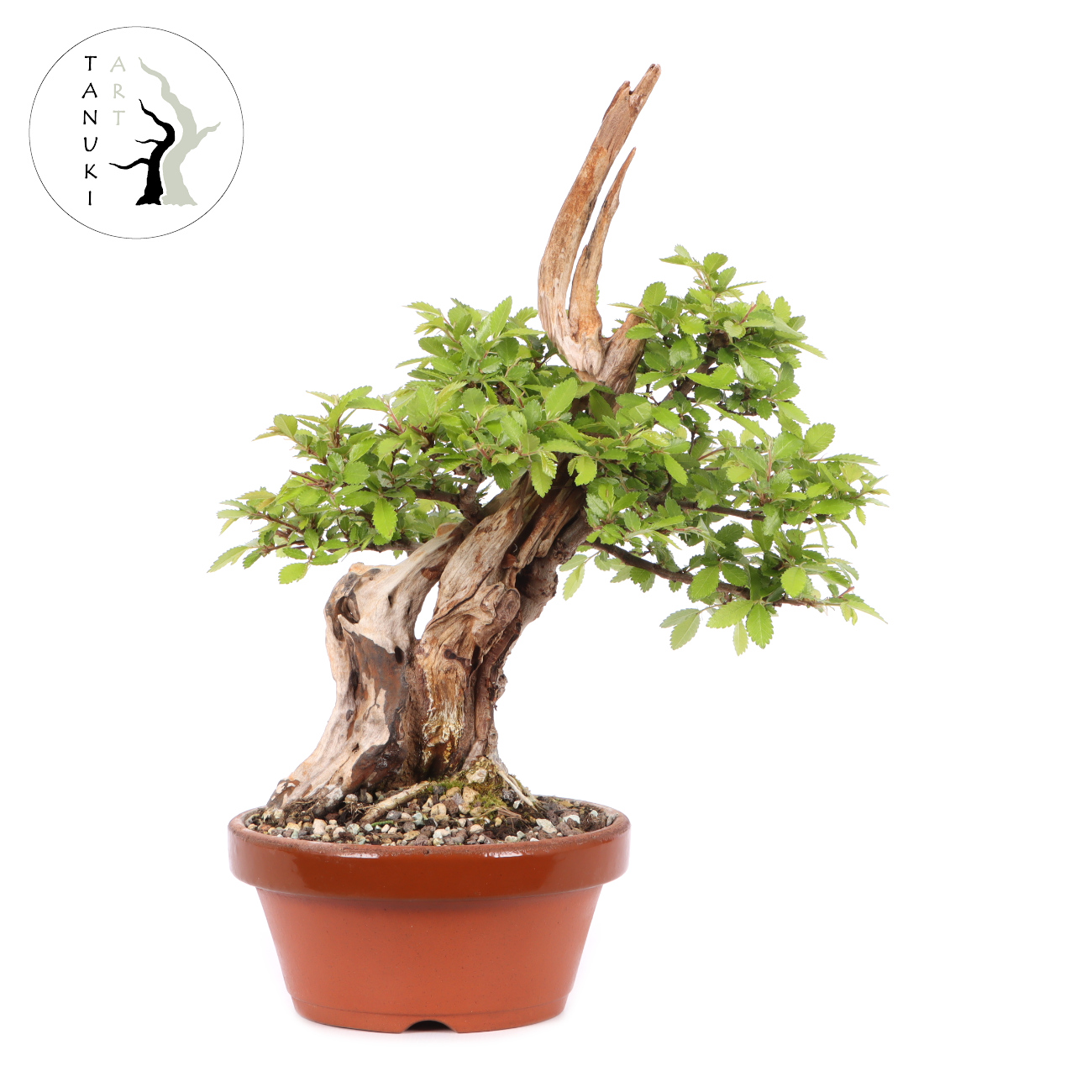 Ulmus japonica