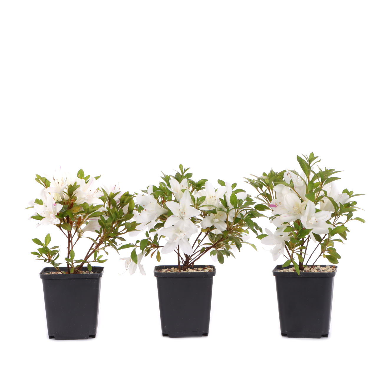 Rhododendron indicum 'Fujino'