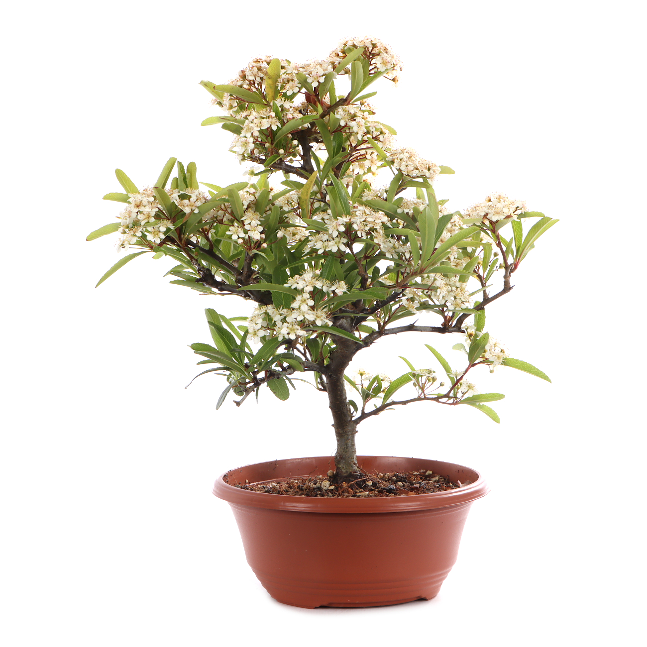 Pyracantha angustifolia