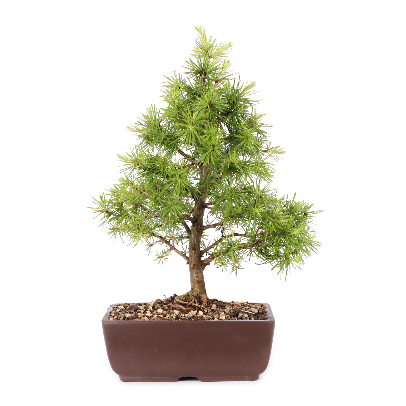 Larix decidua