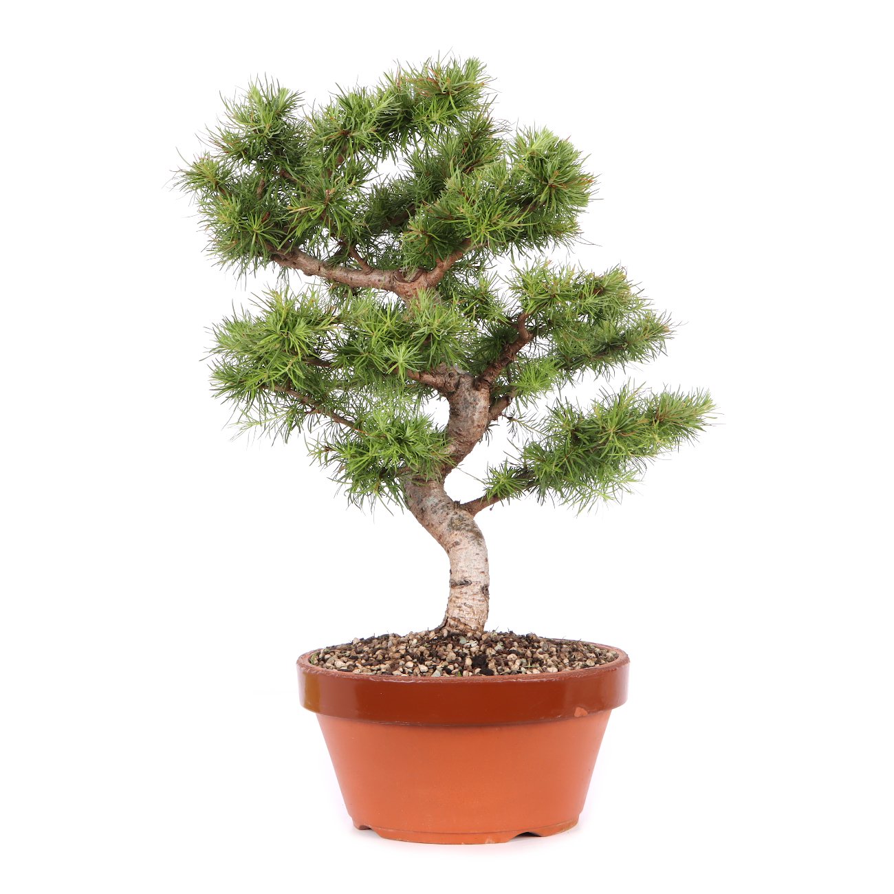 Larix kaempferi