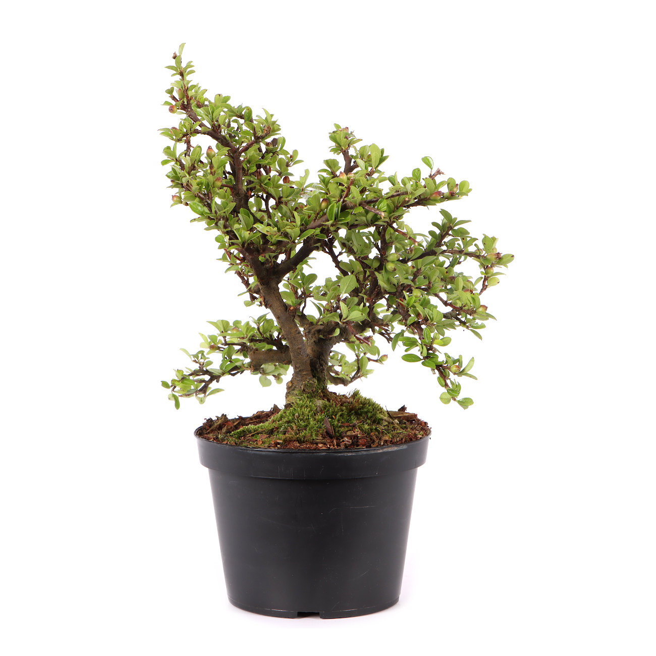 Cotoneaster praecox