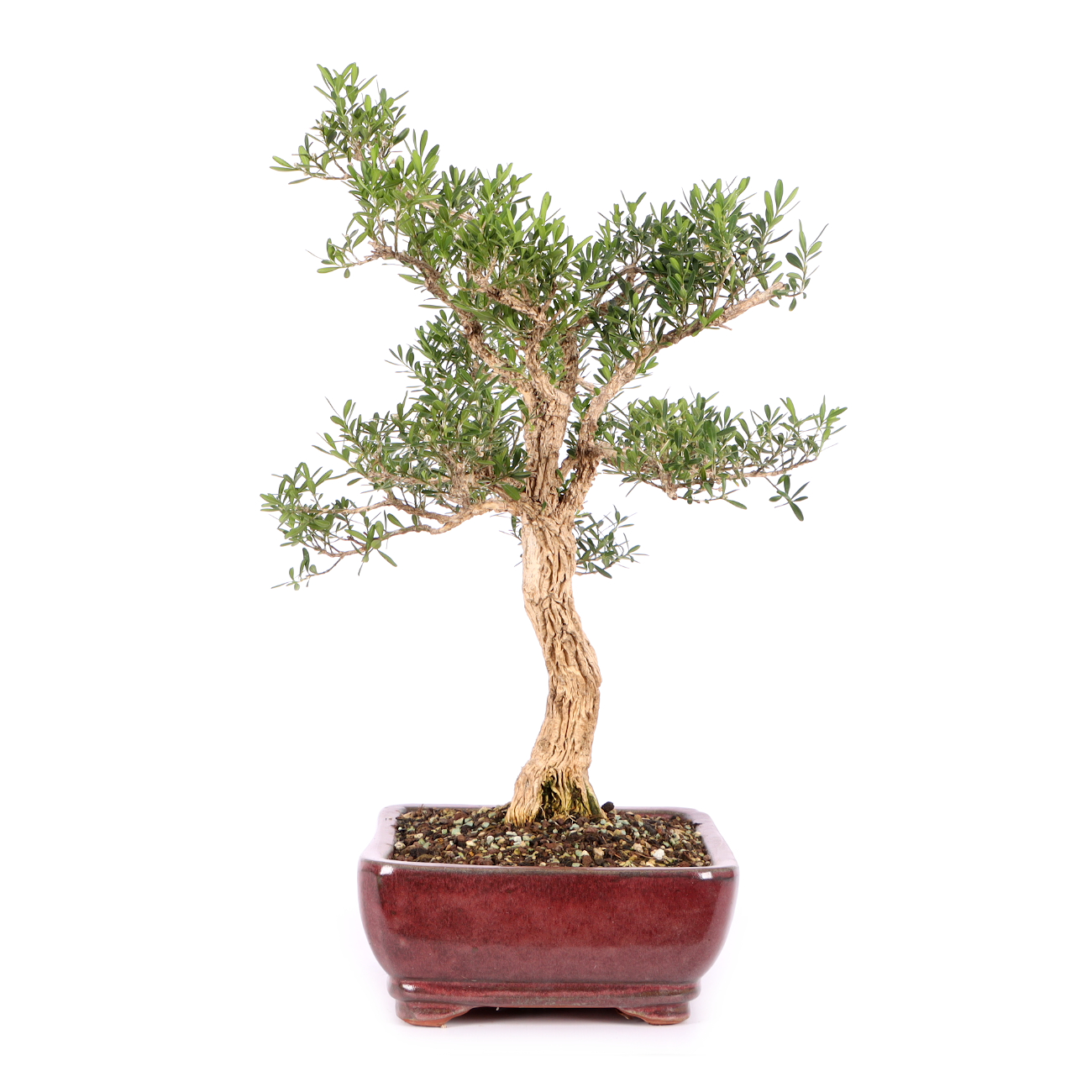 Buxus sinica var. sinica