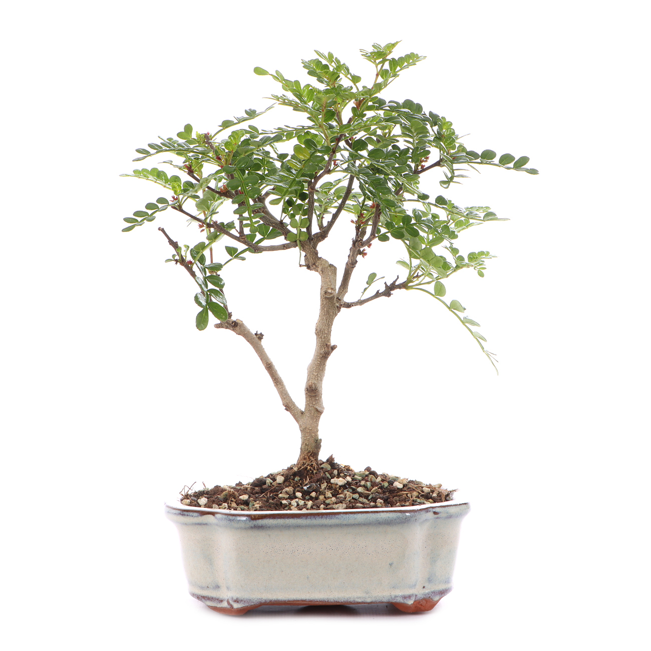 Zanthoxylum spec.