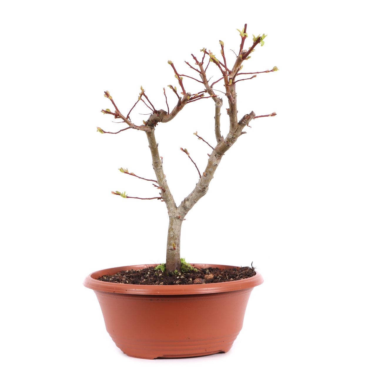 Salix integra 'Hakuro Nishiki'