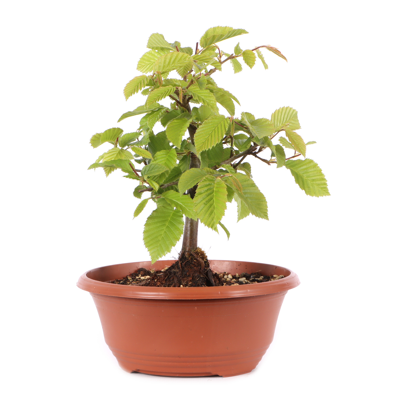 Carpinus betulus