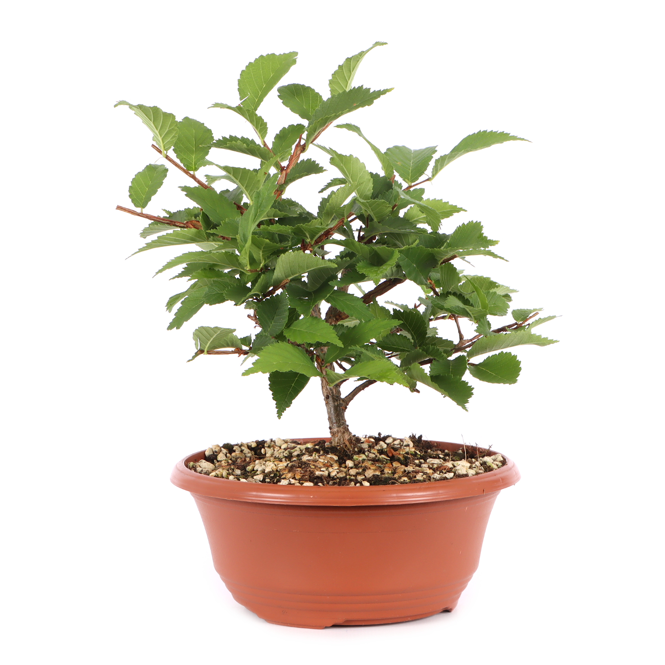 Ulmus minor var.