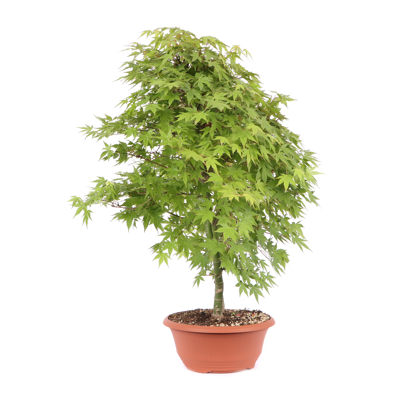 Seitenansicht rechts