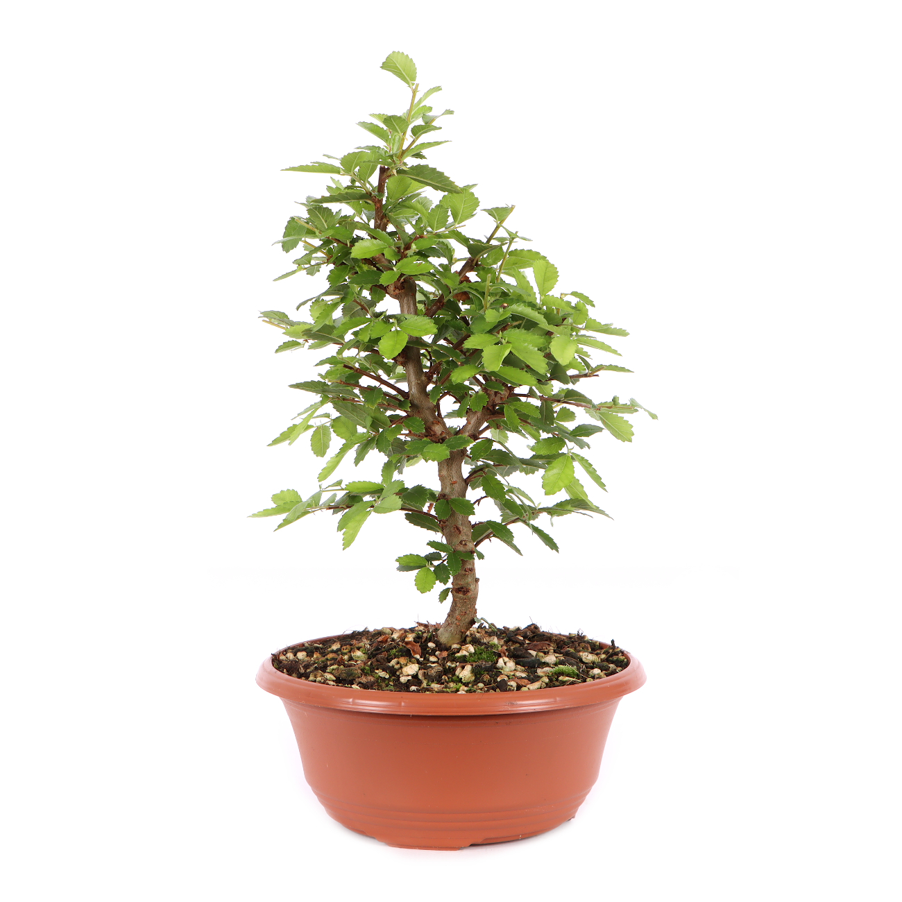 Ulmus japonica
