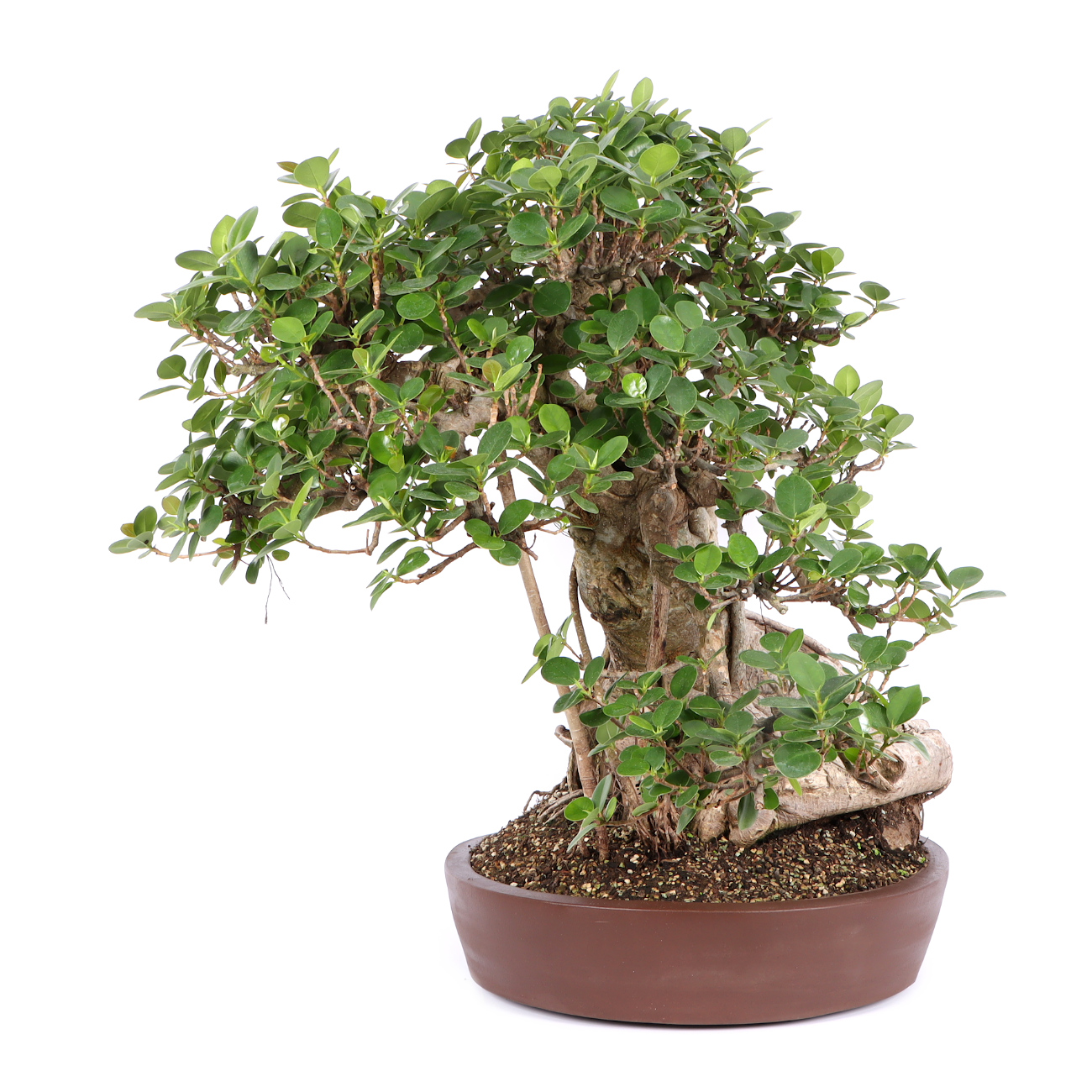 Seitenansicht rechts