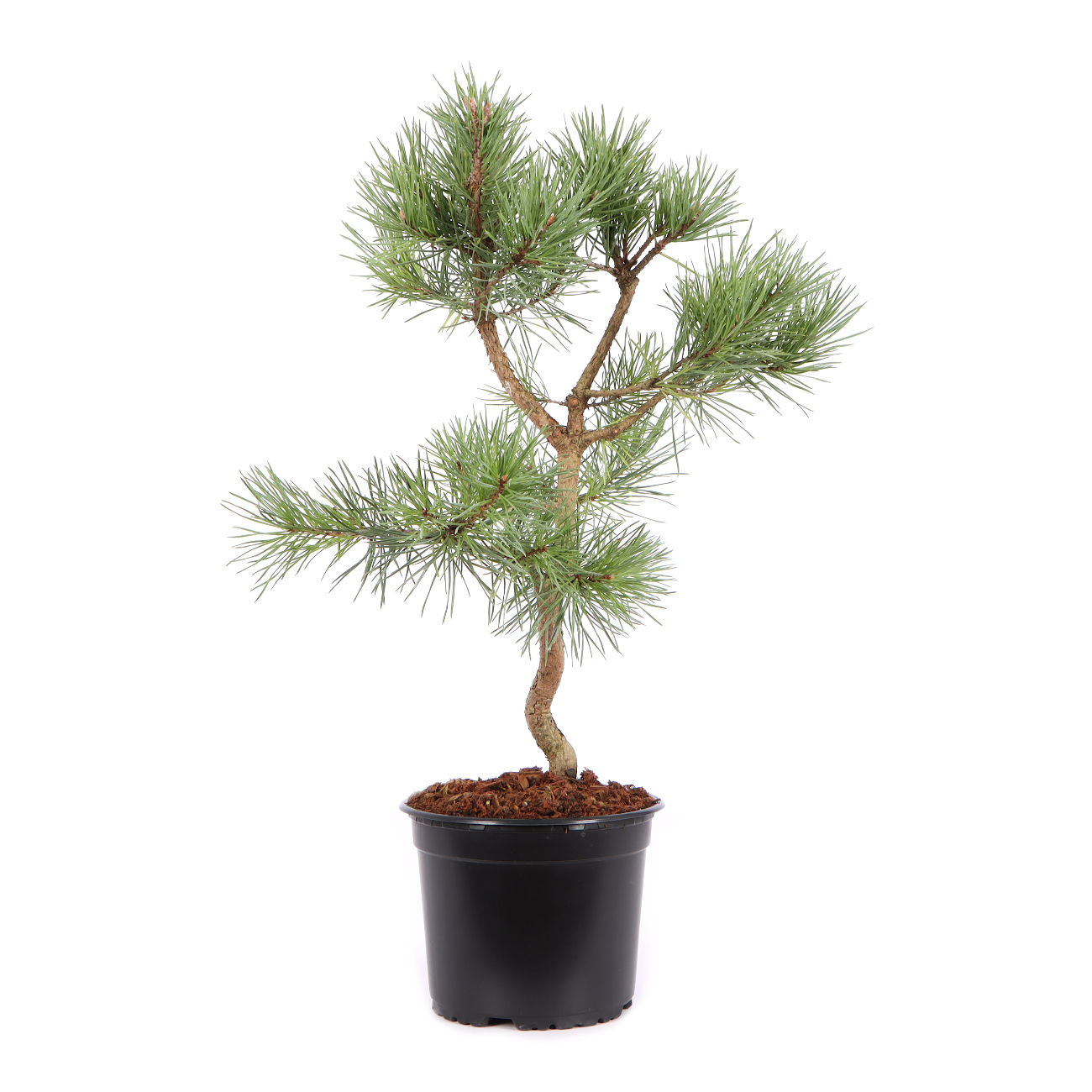 Seitenansicht rechts