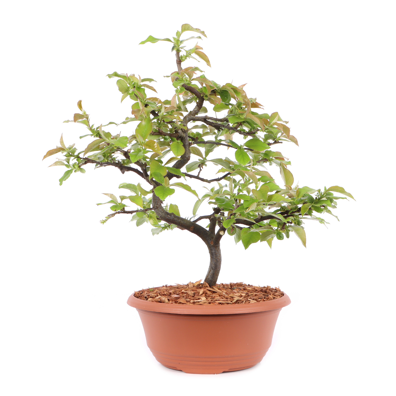 Pseudocydonia sinensis