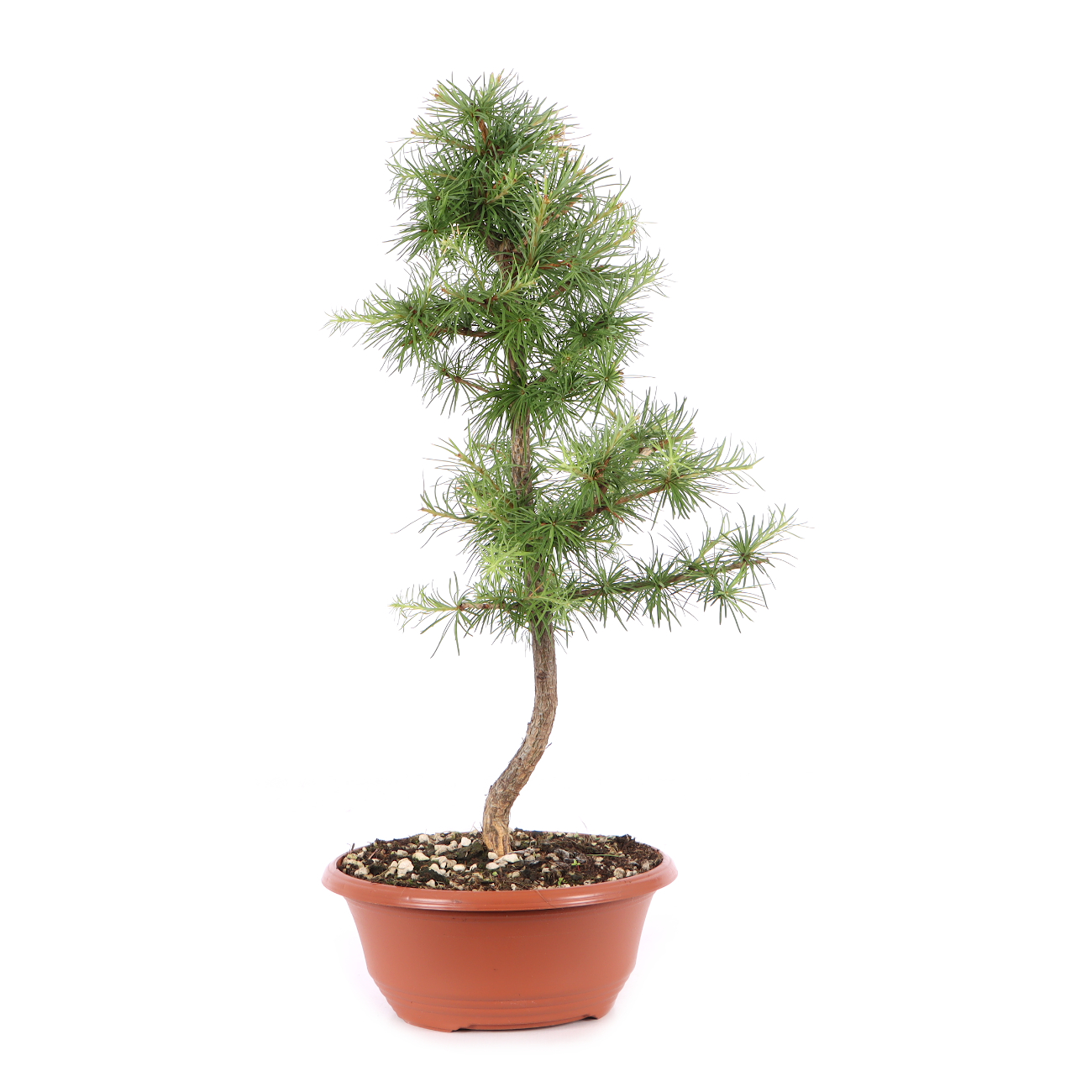 Larix kaempferi