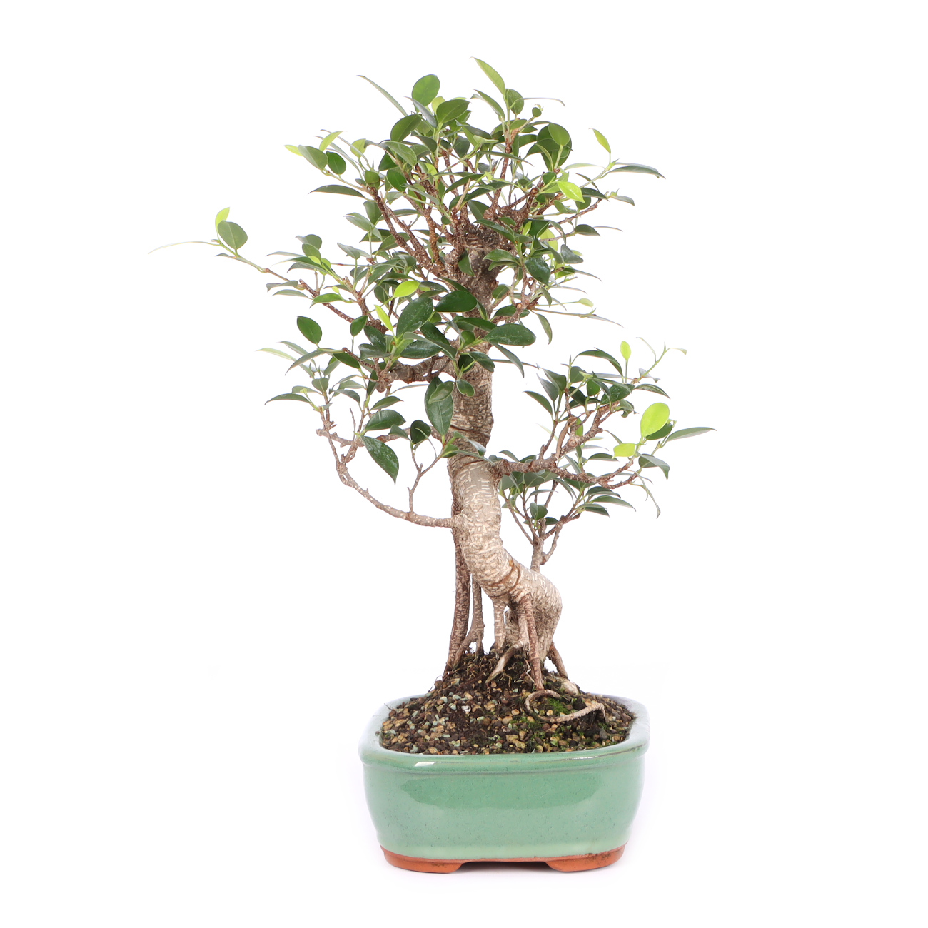 Seitenansicht rechts