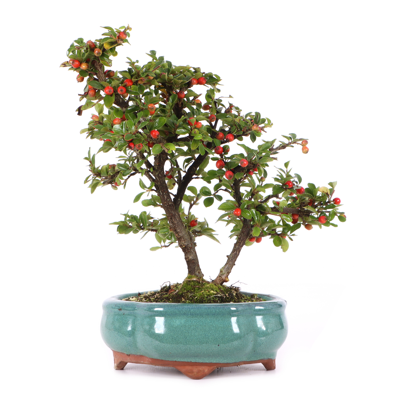 Cotoneaster praecox