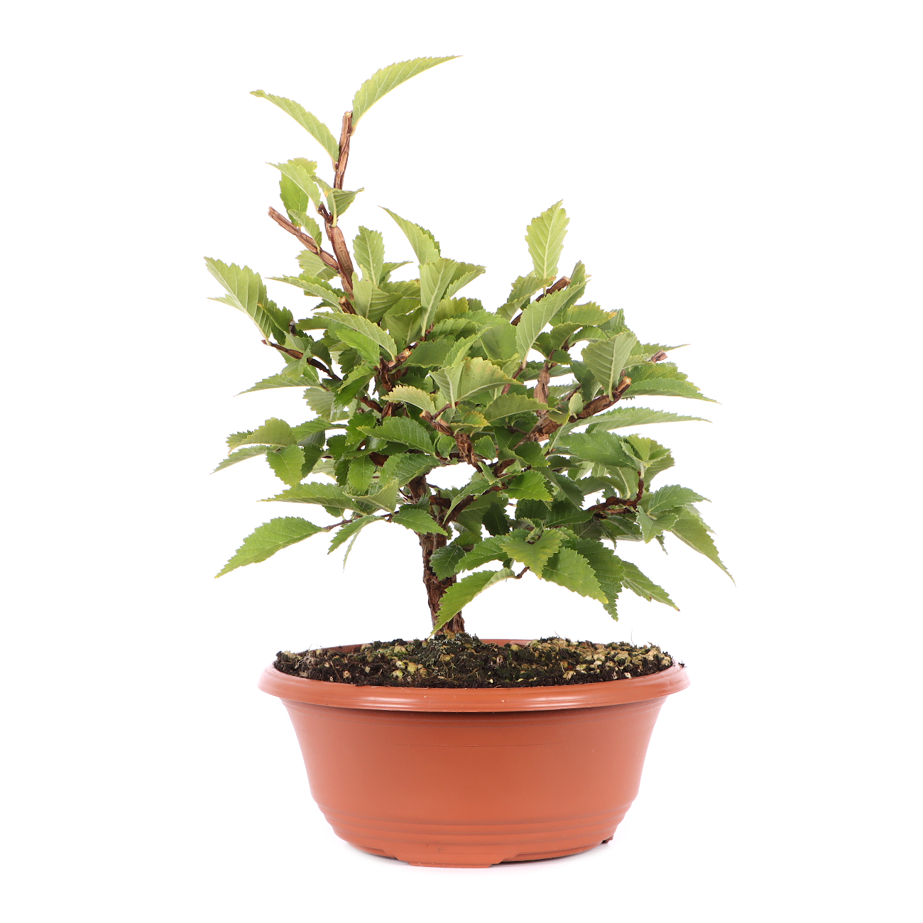 Ulmus minor var.