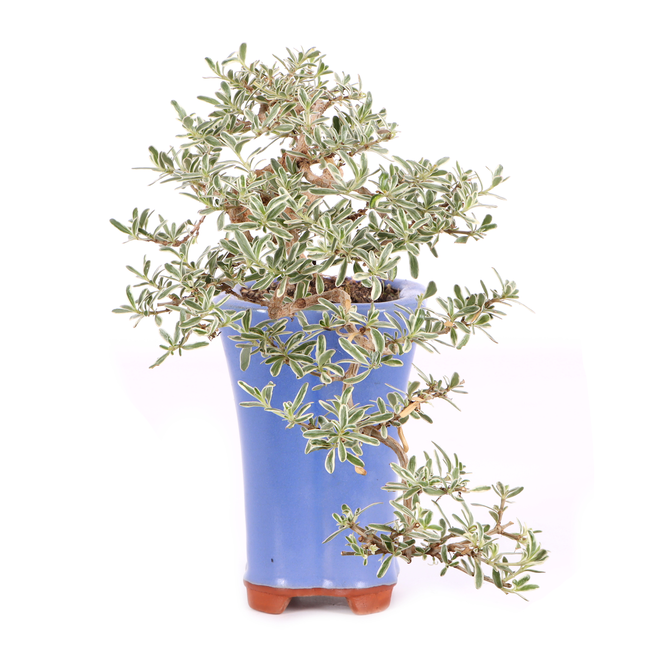 Coprosma x kirkii 'Variegata'