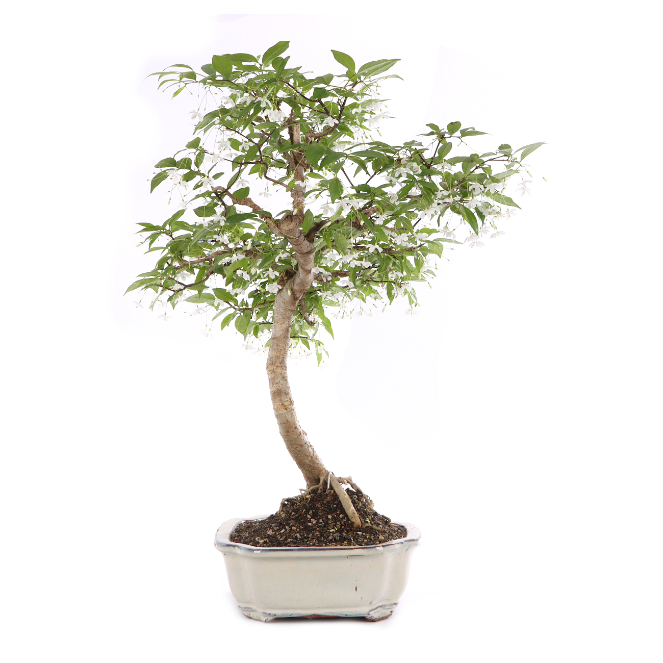 Wrightia religiosa